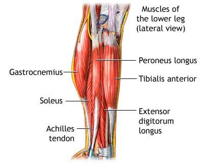 Shin Splints – Pain Along the Shin: Causes, Symptoms, Treatment, and Prevention